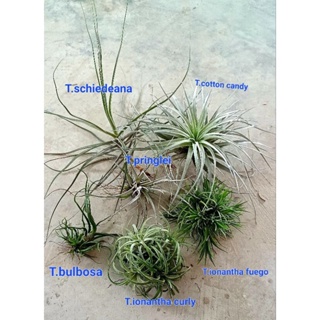 ชุด Tillandsia kits สำหรับหัดเลี้ยง