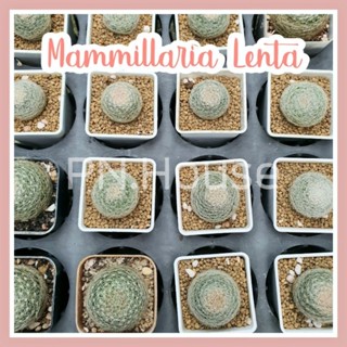 Mammillaria Lenta แมมเลนต้า หนามชมพู