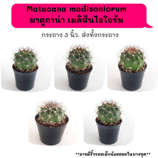 MT033 Matucana madisoniorum มาตูกาน่า เมดิสันไอโอรัม ไม้เมล็ด cactus กระบองเพชร แคคตัส กุหลาบหิน พืชอวบน้ำ