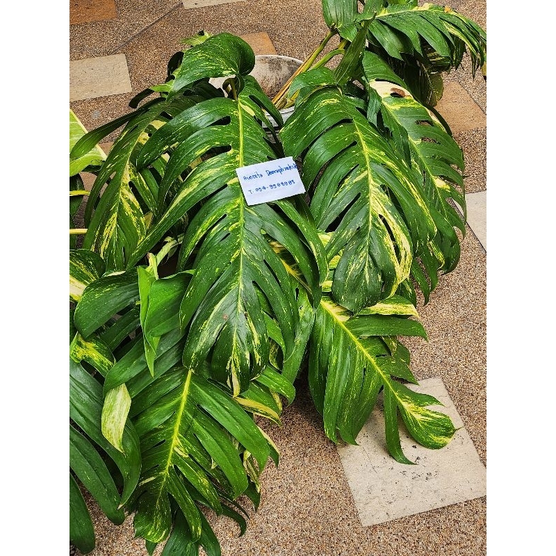 อิพิด่างเหลือง💯 ใบใหญ่โตเต็มที่ ชนาด 60-80cm(Epipremnum pinnatum yellow variegated)