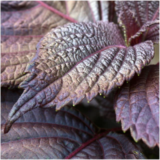 เมล็ดพันธุ์ ใบงาแดงเกาหลี ชิโสะแดง (Red Perilla Shiso ) 40-100 เมล็ด (ซื้อ 10 แถม 1 คละได้)