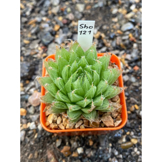 Haworthia Hybird Thailand กระถาง 2 นิ้ว (ส่งทั้งกระถาง) รหัส sho121-130