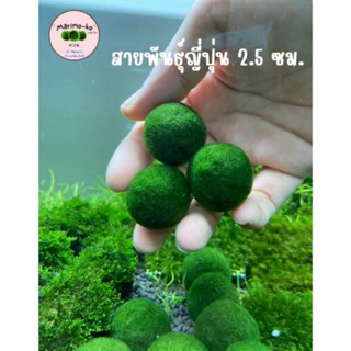 Marimo มาริโมะสายพันธุ์ญี่ปุ่น ขนาด 2.5 ซม. (พร้อมส่ง)