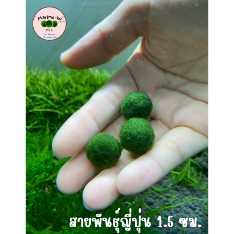 Marimo มาริโมะสายพันธุ์ญี่ปุ่น ขนาด 1.5 ซม. (พร้อมส่ง)
