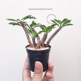 ยูโฟเบียไดโนเสา Euphorbia Decaryi