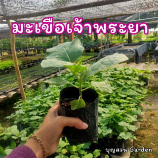 มะเขือเปราะเจ้าพระยา ต้นสวย พร้อมปลูก🌱