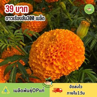 ดอกดาวเรืองสีส้มล้วนดอกใหญ่300 เมล็ดพันธุ์