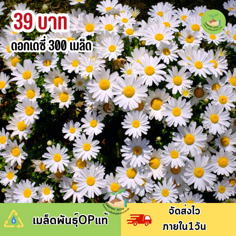 เมล็ดพันธุ์ดอกเดซี่ 300 เมล็ด มีแถม ราคาส่งเรทถูก ถูกที่สุด