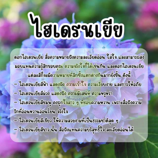 ดอกไฮเดรนเยียคุ้มสุดๆ 🌸เมล็ดพันธุ์ไฮเดรนเยีย เมล็ดพันธุ์ดอกไฮเดรนเยียราคาส่ง ❤️