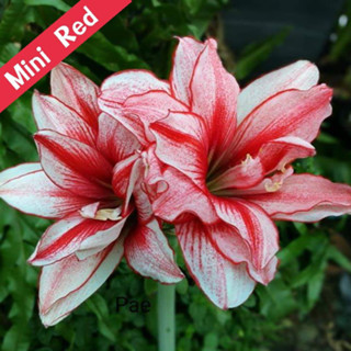 Mini-Red Amaryllis ว่านสี่ทิศฮอลแลนด์ มินิเรด ดอกสีแดงขาว ดอกซ้อน ปลูกเพื่อเสริมดวงตามวันเกิด เพิ่มความรุ่งเรืองในชีวิต