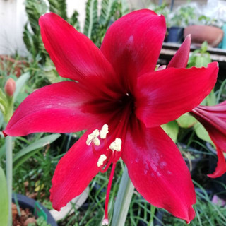 Carina Amaryllis ว่านสี่ทิศฮอลแลนด์ คาริน่า ดอกใหญ่ ปลูกเพื่อเสริมดวงตามวันเกิด เพิ่มความรุ่งเรืองในชีวิต ว่านเสริมดวง