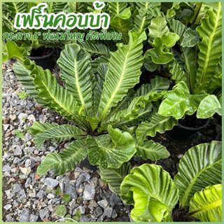 ต้นเฟิร์น คอบบร้าAsplenium sp.Cobra (Cobra Birds nest fern) เฟิร์นข้าหลวงคอบบร้า ไม้ฟอกอากาศ