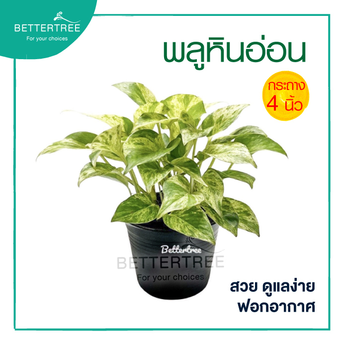 พลูหินอ่อน (กระถาง  4 นิ้ว) ต้นไม้ฟอกอากาศ พลูด่าง