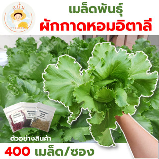 *ส่งด่วน* เมล็ดพันธุ์ ผักกาดหอมอิตาลี หอมอิตาลี ผักกาดหอม อิตาลี่ ITALIAN LETTUCE SEED ปลูกผัก สวนครัว [1 ซอง 400 เมล็ด]