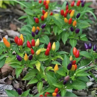 พริกสีรุ้งถูกที่สุด 10บ.เมล็ดพันธุ์พริกสีรุ้ง 10 เมล็ด พริก 7 สี โตไว พุ่มใหญ่ ปลูกประดับสวยมาก