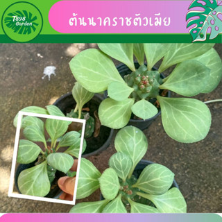 ต้นนาคราชราชินี  ต้นไม้มงคล ต้นไม้ประดับ กระถาง 3 นิ้ว สวย