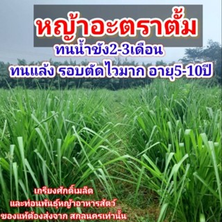 #เมล็ดหญ้าอะตราตั้ม 1กก. พร้อมปลูกปี66 paspalum atratum #หญ้าอุบลพาสพาลั่ม #เกรียงศักดิ์เมล็ดและท่อนพันธุ์หญ้าอาหารสัตว