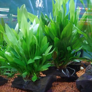 ต้นไม้น้ำ ต้นอะเมซอล พันขอนไม้ ต้นใหญ่ พุ่มสวย เขียวมาก สวย …