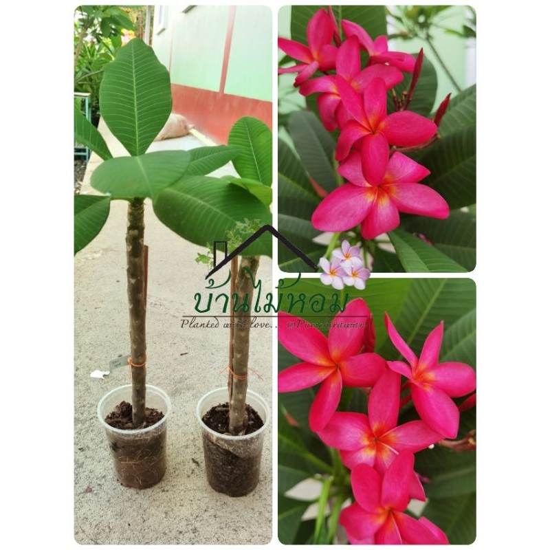 ลีลาวดีพัน​ธุ์​แดงอุดรสีแดงอมชมพู​พร้อมส่งต้นตาม​ภาพ​