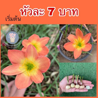 บัวดิน Bright Eyes(ตาสว่าง)🧡สีสวยแตกกอง่ายเลี้ยงง่าย🌸