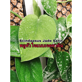 Scindapsus Jade Satin พลูหัวใจแนบเจดซาติน ไม้เลื้อยใบสวยๆ เรียบๆ เขียวกำมะหยี่