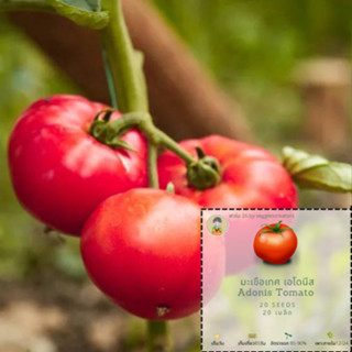 เมล็ดพันธุ์ มะเขือเทศ เอโดนีส Tomato Adonis Seeds เมล็ดพันธุ์นำเข้า 100% ผ่านการทดสอบอัตราการงอกแล้ว