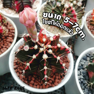 ยิมโนด่างไม้เมล็ด LBHybird LB2178 ขนาด 5-ุ6 cm. gymnocalycium  เริ่มให้ดอกแล้ว