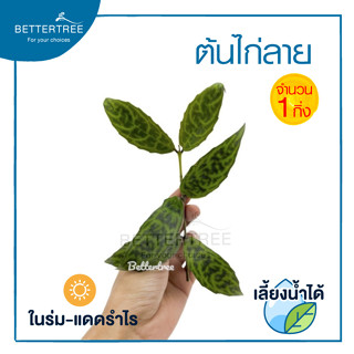 ต้นไก่ลาย  (จำนวน 1 กิ่ง)  Zebra Basket Vine ต้นไม้ ต้นไม้เลี้ยงน้ำ