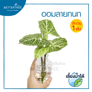 ออมลายกนก (จำนวน 1 กิ่ง )Syngonium Batik เลี้ยงน้ำได้ ไม้ฟอกอากาศ ต้นไม้