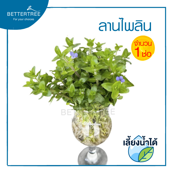 ลานไพลิน (จำนวน 1ช่อ) Giant Bacopa สามารถเลี้ยงน้ำได้ ต้นไม้น้ำ