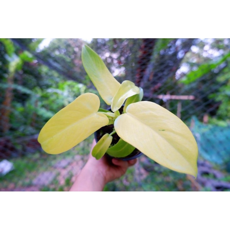 💛 ไวโอลิน สีทอง 💛 Philodendron golden violin.