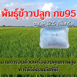 พันธุ์ข้าวปลูก กข95 ดกเจ้าพระยา ข้าวปลูก กข95 พันธุ์ข้าว กข.95 ชุดทดลองปลูก (12.5 กิโล)