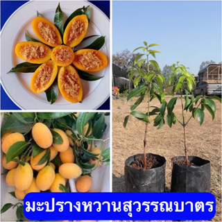 ( 2 ต้น)🌱ต้นมะปรางหวานสุวรรณบาตร🌱ต้นเสียบยอด🎋 🌱ต้นประมาน35-40เซนติเมตร 🍊