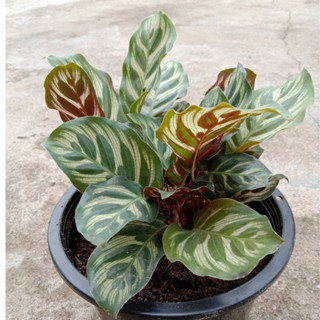 ต้นค้าขายร่ำรวย คล้าแววมยุรา Calathea ต้นอธิษฐาน