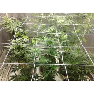ตาข่าย Scrog Net มี11ไซส์ ราคาถูก ตาข่ายเทรนนิ่ง ปลูกต้นไม้ ตาข่ายปลูก 240x120 300x150 450x150 trellis netting