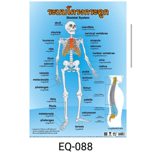 ระบบโครงกระดูก   EQ 0 8 8 โปสเตอร์สื่อการสอน หุ้มพลาสติก ขนาด 50 * 70 cm