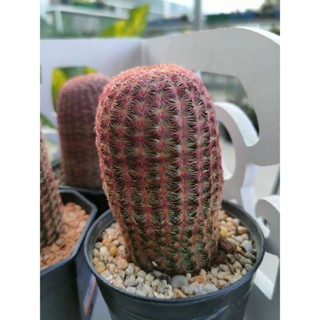 กระบองเพชร แคคตัส เรนโบว์ (Rainbow Hedgehog Cactus) อยู่ในกระถาง 3 นิ้ว พร้อมส่ง