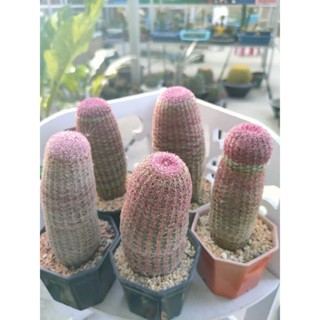 กระบองเพชร แคคตัส เรนโบว์ (Rainbow Hedgehog Cactus) ลำต้นสูงประมาณ 4 นิ้ว อยู่ในกระถาง 3 นิ้ว พร้อมส่ง