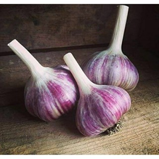 เมล็ดพันธุ์กระเทียมม่วงอียิปต์ (Egyptian Purple Garlic Seed)บรรจุ 100 เมล็ด ของแท้ คุณภาพดี ราคาถูก นำเข้าจากต่างประเทศ