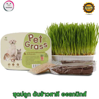 neko care หญ้าแมวสำหรับปลูกเอง ชุดปลูกหญ้าแมว จากเมล็ดข้าวสาลี ยี่ห้อ pet grass สะอาดปลอดภัยไม่มีสารพิษ