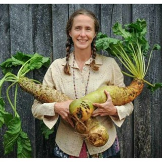 เมล็ดพันธุ์บีทรูทเหลืองยักษ์ เยลโล่ เอเคนดอฟ(Yellow Eckendorf Giant Beetroot Seed)บรรจุ 20 เมล็ด ของแท้ คุณภาพดี นำเข้