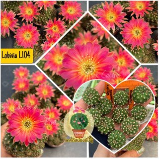 หน่อเด็ดสด 10 หน่อ 20 บาท  แคคตัส/กระบองเพชร Cactus Lobivia โลบิเวีย L104