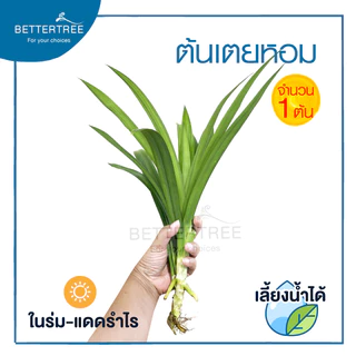 เตยหอม (จำนวน 1 ช่อ) ต้นไม้ฟอกอากาศ สามารถเลี้ยงกับน้ำได้ ต้นไม้ ต้นไม้น้ำ เตย เตยทำขนม