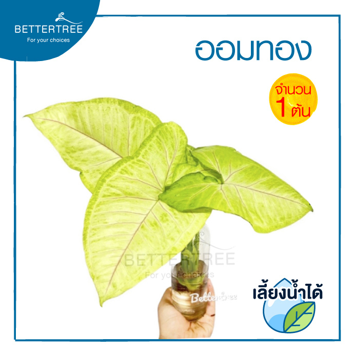 ต้นออมทอง (จำนวน 1 ต้น) ไม้ฟอกอากาศ สามารถปลูกในน้ำได้ต้นไม้มงคล ต้นไม้น้ำ ต้นไม้