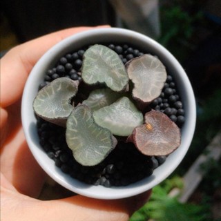 Haworthia Maughanii Amaterasu