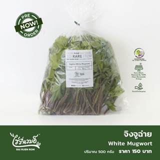 จิงจูฉ่ายสด : White Mugwort