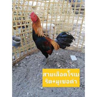 (กดดูคลิ๊ป)ไข่ไก่ชนพม่าม้าล่อรำวงเมืองเหนือ เจ้าน้ำอ้อย