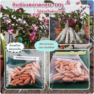 เมล็ดชวนชมยักษ์หินซ้อนดอกดก(KHZ-DD)เมล็ดยักษ์โซโคฯ ขาย 1 ชุด 35 เมล็ด (เมล็ดเก็บใหม่)