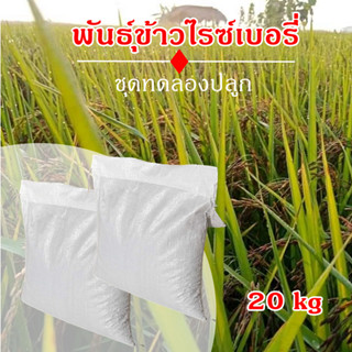 พันธุ์ข้าวไรซ์เบอรี่ ชุดทดลองปลูก 15 กิโลกรัม