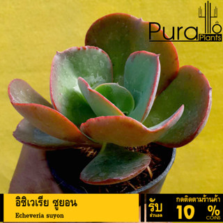 ต้นไม้อวบน้ำ กุหลาบหิน อิชิเวเรีย ซูยอน Echeveria suyon #SUYON #succulents #Echeveria